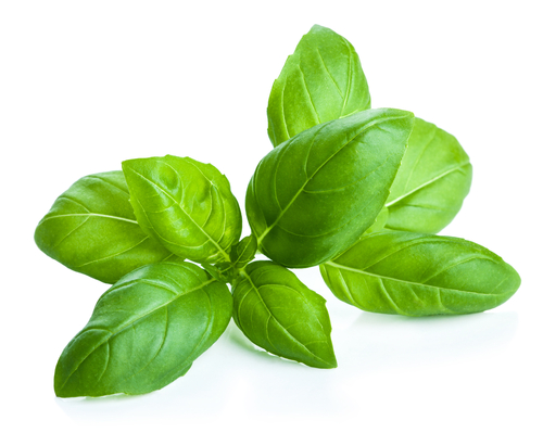 Using Basil for Teeth Whitening 